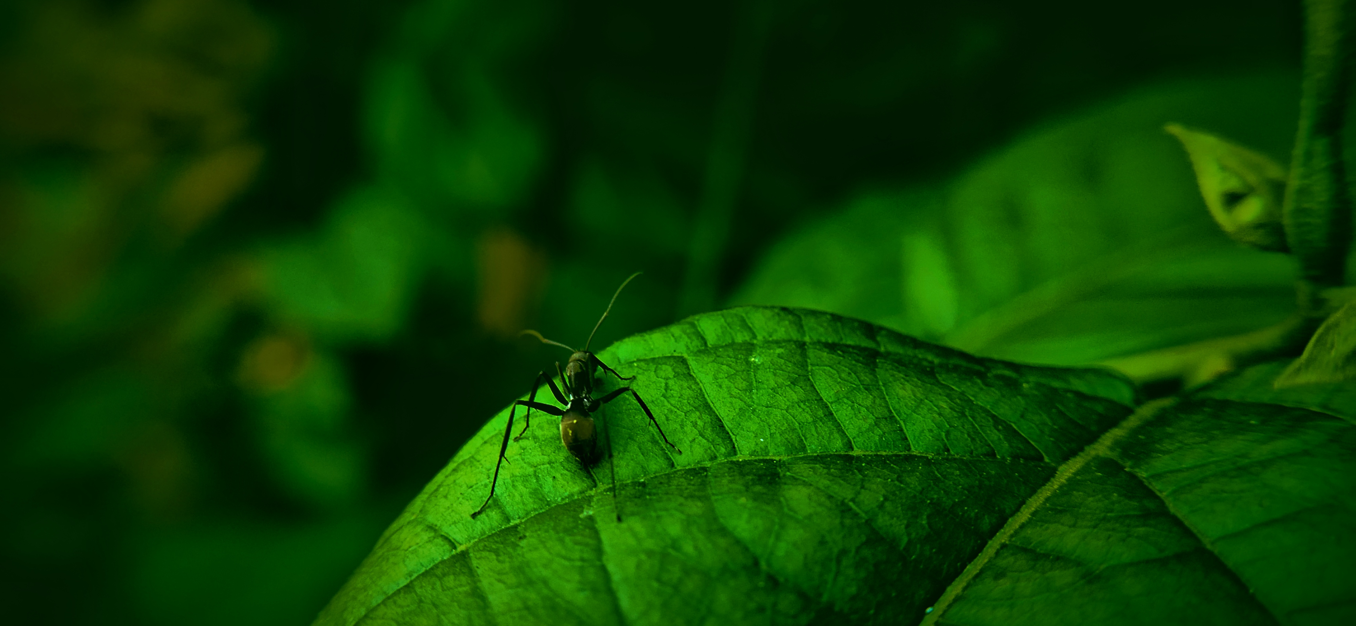 Ant Macro